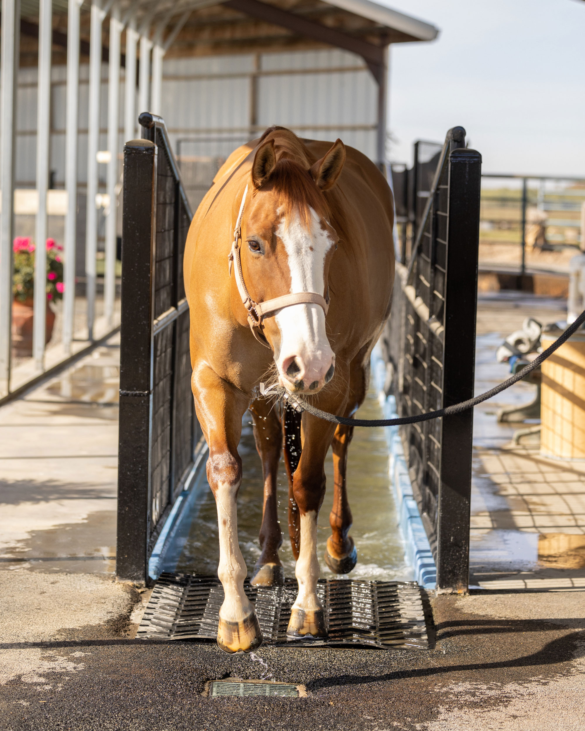 Equine Rehabilitation Services in Oakdale, CA Premier Equine